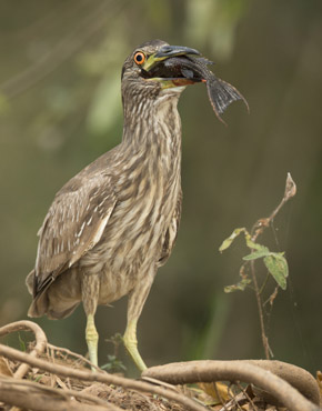 heron